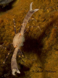 Reach for the Sky! Reef Crab with eggs. He thought this w... by Richard Witmer 